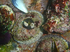 Haliotis midae