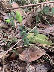 Acrotriche prostrata