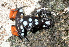 Black Golden Frog photo 4