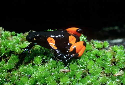 Cowan's Mantella