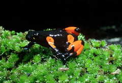 Black Golden Frog photo 5