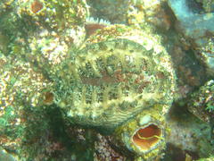Haliotis spadicea