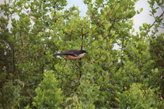 Laniarius ferrugineus ferrugineus