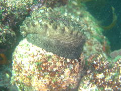 Haliotis spadicea