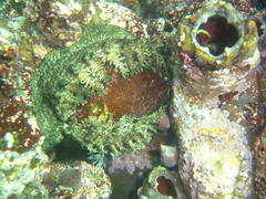 Haliotis spadicea