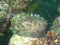 Haliotis spadicea