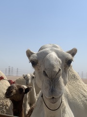 Camelini