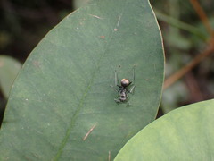 Polyrhachis