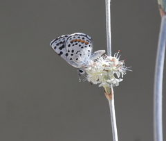 Euphilotes enoptes dammersi