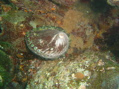 Haliotis spadicea