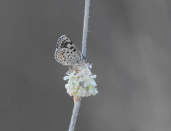 Euphilotes enoptes dammersi