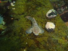 Caffrogobius nudiceps