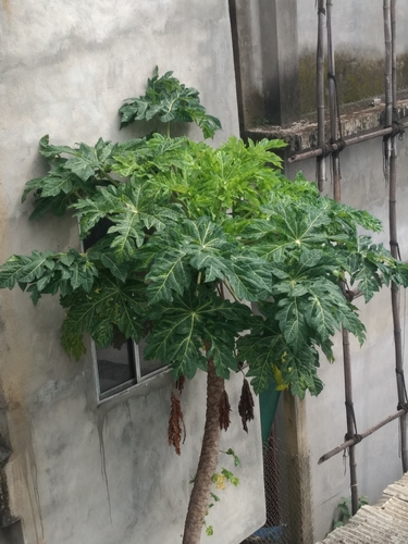 Carica papaya