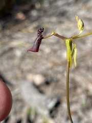 Drakaea thynniphila