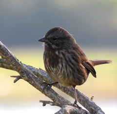Melospiza melodia rufina