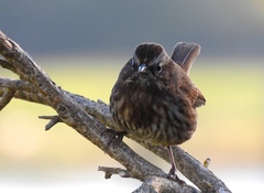 Melospiza melodia rufina