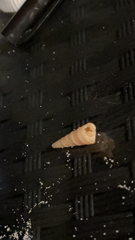 Turritella