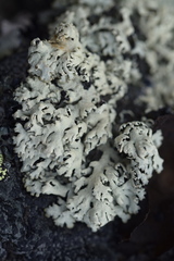 Arctoparmelia separata