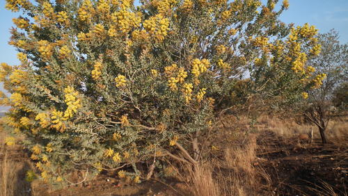 Acacia podalyriifolia
