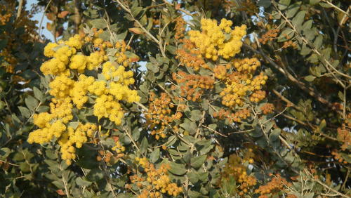 Acacia podalyriifolia