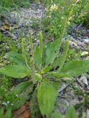 Plantago virginica