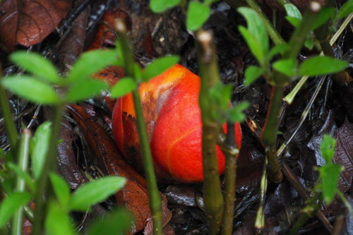 Dillenia turbinata observed 2021-07-20