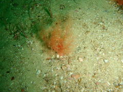 Thyone aurea