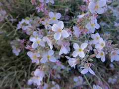 Nerisyrenia camporum