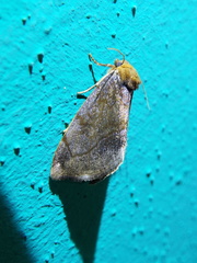 Plagiomimicus jalada