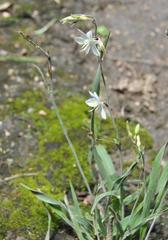 Chlorophytum cooperi