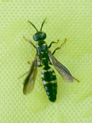 Myzinum obscurum