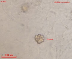 Ombrophila rivulorum