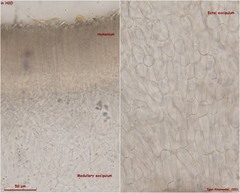 Ombrophila rivulorum