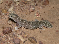 Eastern Deserts Fat-Tailed Gecko photo 3