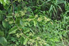 Cissus rotundifolia rotundifolia