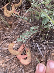 Hoffmannseggia drepanocarpa