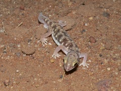 Rhynchoedura ormsbyi