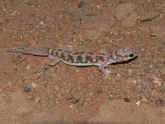 Rhynchoedura ormsbyi