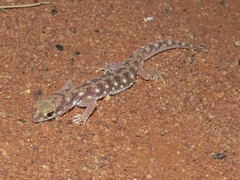 Rhynchoedura ormsbyi
