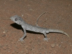 Strophurus ciliaris