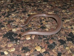 Brachyurophis incinctus