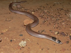 Brachyurophis incinctus