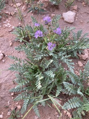 Phacelia popei