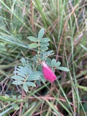 Tephrosia spicata