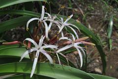 Crinum buphanoides