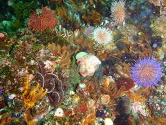 Crepidula porcellana