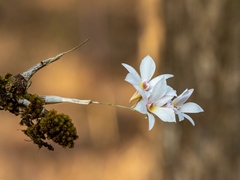 Dendrobium barbatulum