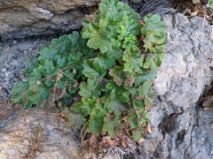 Heuchera maxima