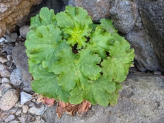 Heuchera maxima