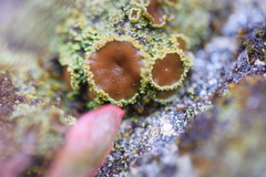 Psoroma hypnorum